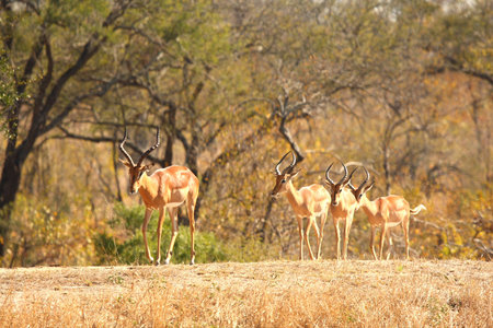 Photo of Male Impala taken in Sabi Sands Reserve in South Africaの写真素材