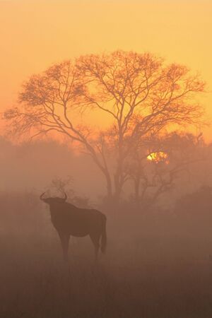 Misty sunrise in Sabi Sands, with Wildebeest and acacia treeの写真素材