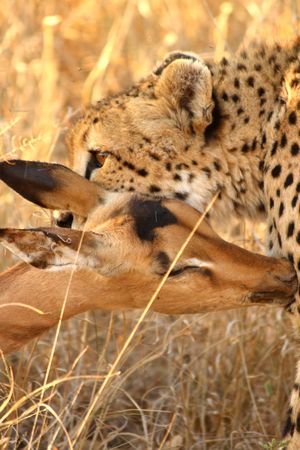 Photo of a Cheetah with a dead impalaの写真素材