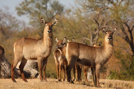 Photo of a herd of Female Waterbuck taken in Sabi Sands Reserve in South Africaの写真素材