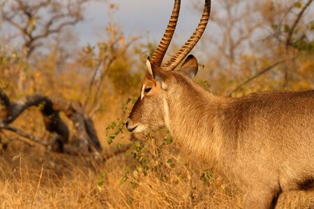 Photo of Male Waterbuck taken in Sabi Sands Reserve in South Africaの写真素材