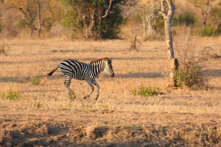 Zebra in Sabi Sands Reserve, South Africaの写真素材