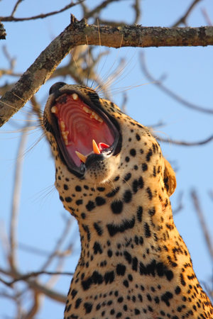 Leopard in a tree in the Sabi Sands Reserveの写真素材