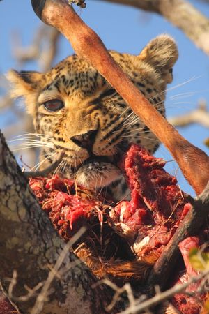 Leopard in a tree with kill in Sabi Sands Reserveの写真素材