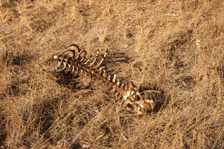 The left overs from a lions killの写真素材