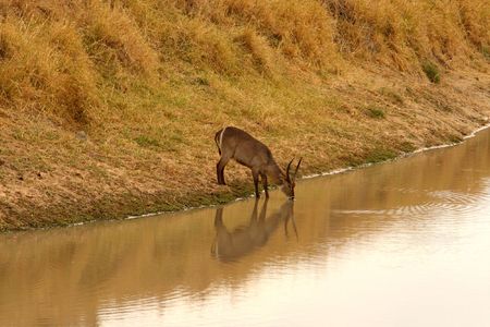 Photo of Drinking Waterbuck taken in Sabi Sands Reserve in South Africaの写真素材