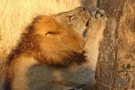 Lion in Sabi Sands Reserve, South Africaの写真素材