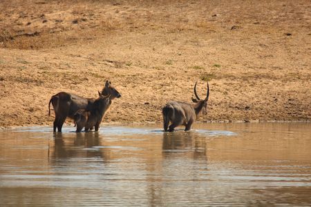 Photo of a herd of Waterbuck taken in Sabi Sands Reserve in South Africaの写真素材