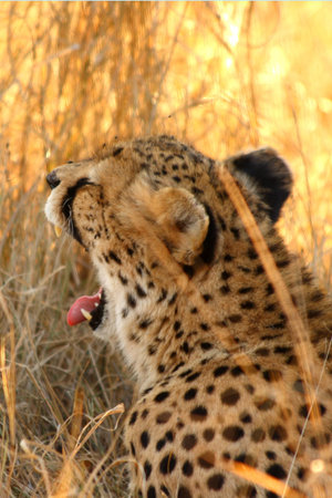 Photo of a Cheetah in the Sabi Sands Reserveの写真素材