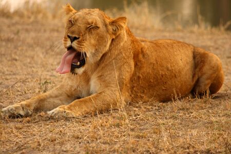 Lioness in Sabi Sands Reserve, South Africaの写真素材