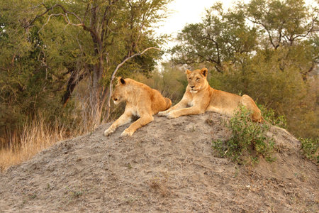 Lioness in Sabi Sands Reserve, South Africaの写真素材