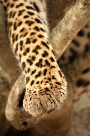 Leopard Paw in a tree in the Sabi Sands Reserveの写真素材