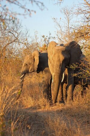 Elephant in the Sabi Sand Reserveの写真素材