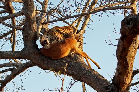 Leopard in a tree with kill in Sabi Sands Reserveの写真素材