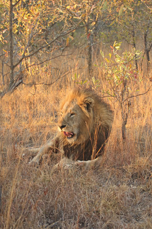 Lion in Sabi Sands Reserve, South Africaの写真素材