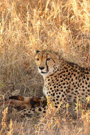 Photo of a Cheetah with a dead impalaの写真素材