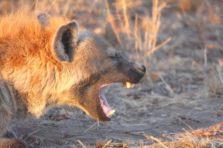 Hyena in Sabi Sands Reserveの写真素材