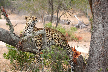 Leopard in a tree in the Sabi Sands Reserveの写真素材