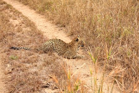 Leopard in the Sabi Sands Reserveの写真素材