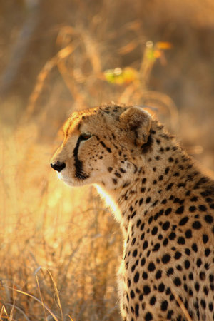 Photo of a Cheetah with a dead impalaの写真素材