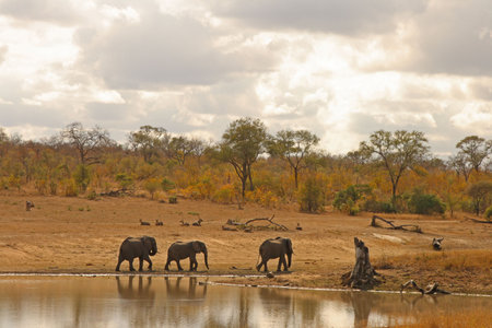 Elephant in the Sabi Sand Reserveの写真素材