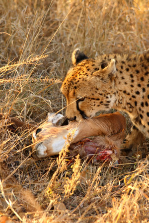 Photo of a Cheetah with a dead impalaの写真素材