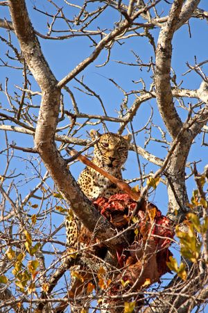 Leopard in a tree with kill in Sabi Sands Reserveの写真素材