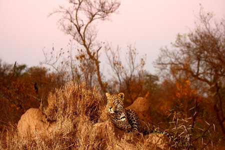 Leopard in the Sabi Sands Reserve
