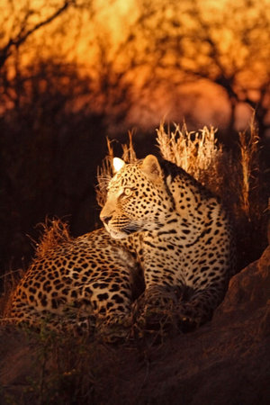 Leopard in the Sabi Sands Reserveの写真素材