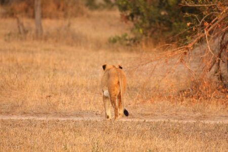 Lioness in Sabi Sands Reserve, South Africaの写真素材
