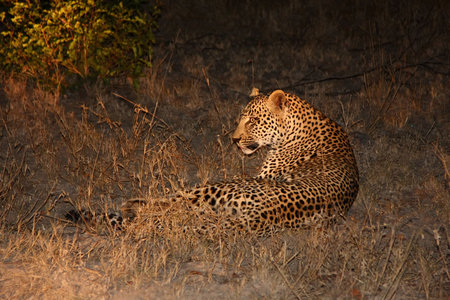 Leopard in the Sabi Sands Reserveの写真素材