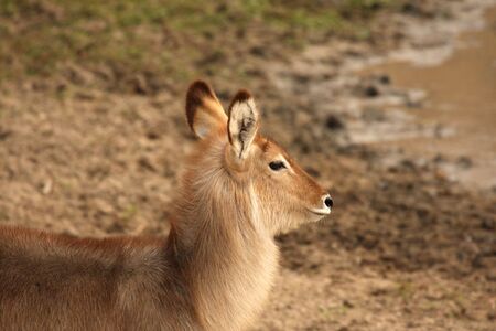 Photo of Female Waterbuck taken in Sabi Sands Reserve in South Africaの写真素材