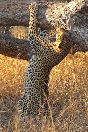 Leopard in a tree in the Sabi Sands Reserveの写真素材