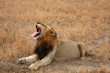 Lion in Sabi Sands Reserve, South Africaの写真素材