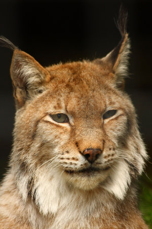 Photo of a Lynxの写真素材