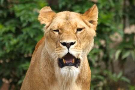 Lioness in Sabi Sands Reserve, South Africaの写真素材