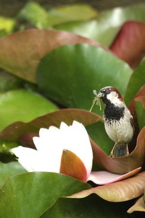 Sparrow with dinner on a water lillyの写真素材