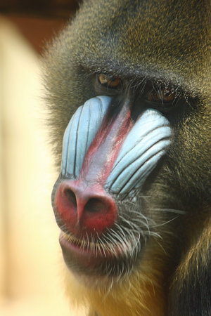 photo of a male mandrill baboon