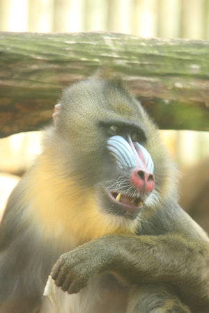 photo of a male mandrill baboonの写真素材