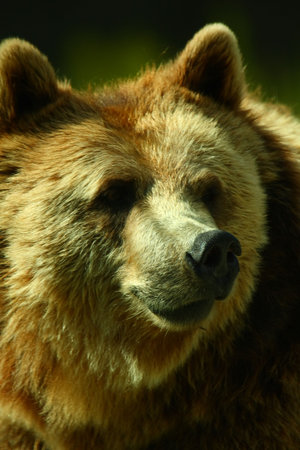 photograph of a european brown bear