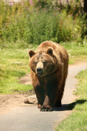 photograph of a european brown bearの写真素材