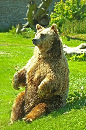 photograph of a european brown bearの写真素材