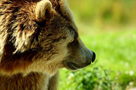 photograph of a european brown bearの写真素材