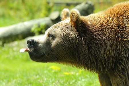 Photograph of a European Brown Bear with tongue outの写真素材