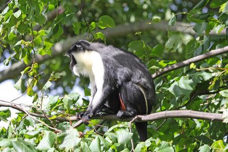 Photo of a Diana Monkey (Guenon)