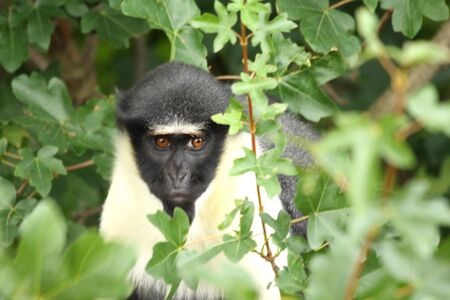Photo of a chimpanzee (chimp)の写真素材
