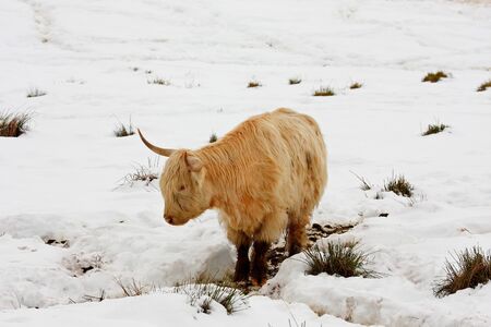Highland cow calf in the snowの写真素材