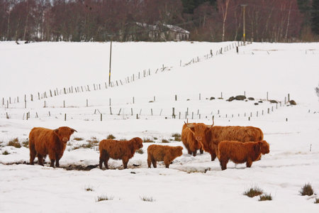 Highland cow calf in the snowの写真素材