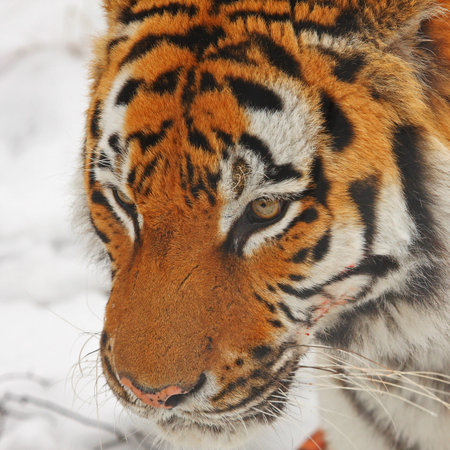 Siberian Tiger in the snowの写真素材