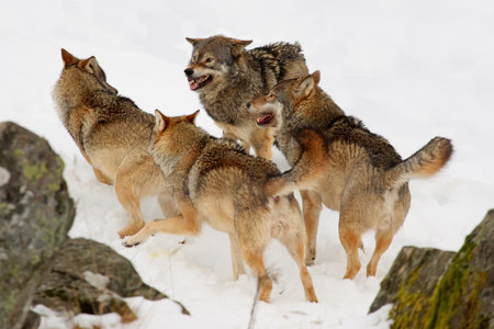 Pack of wolves in the snow